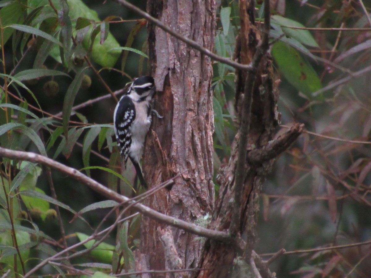 Downy Woodpecker - ML624520063