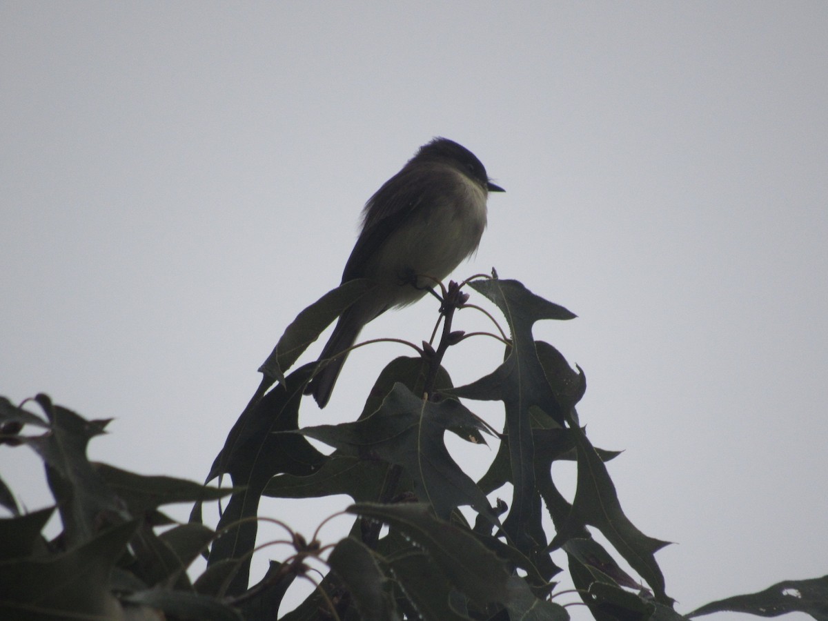 Eastern Phoebe - ML624520074