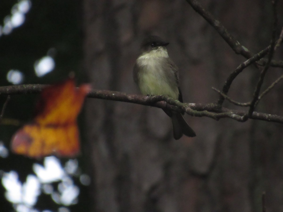 Eastern Phoebe - ML624520075