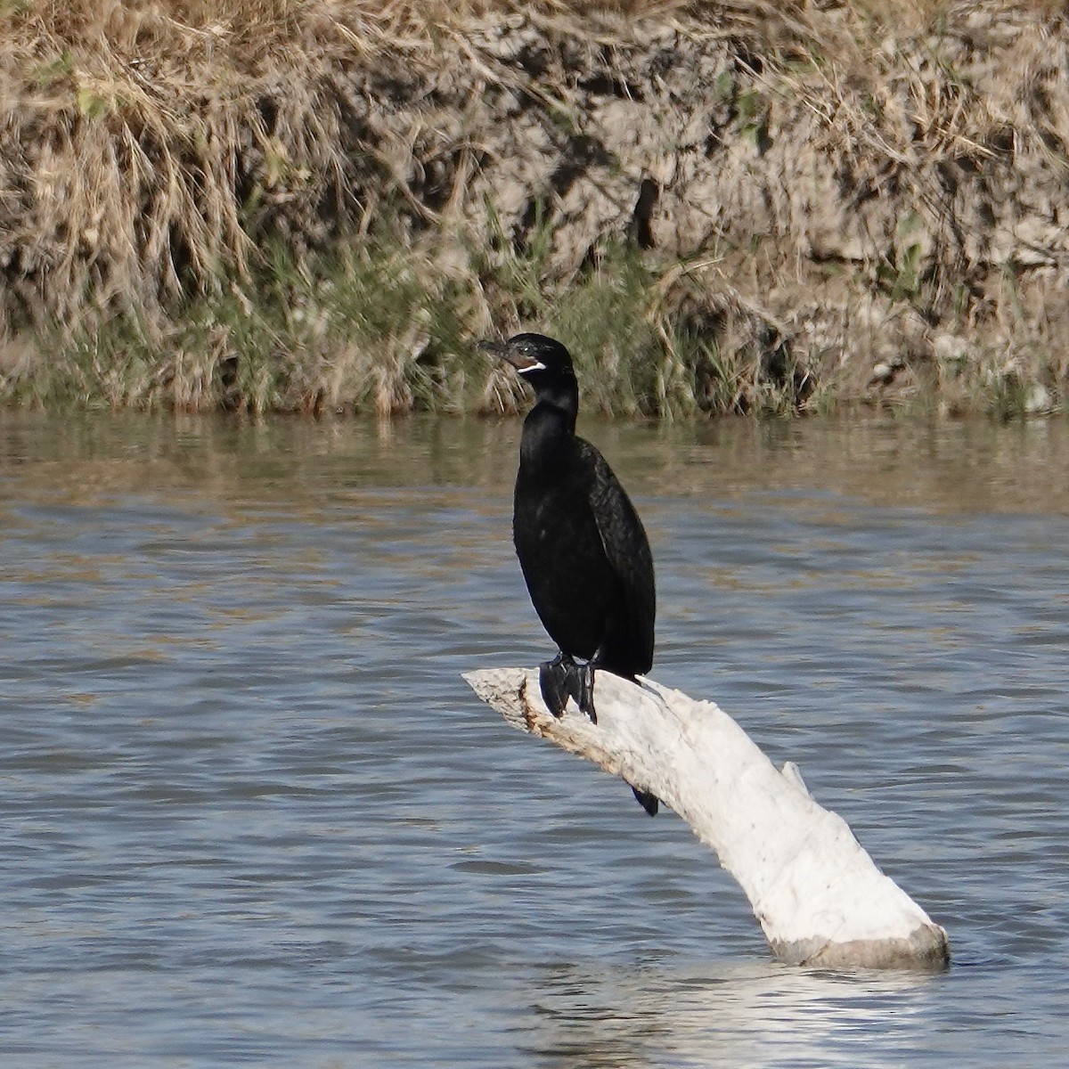 Neotropic Cormorant - ML624520086