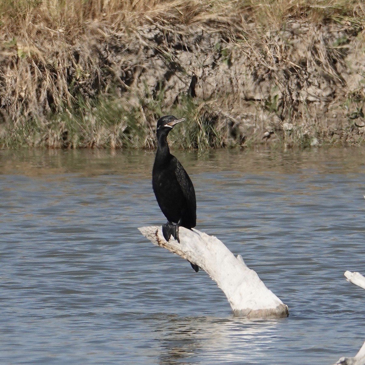 Neotropic Cormorant - ML624520087