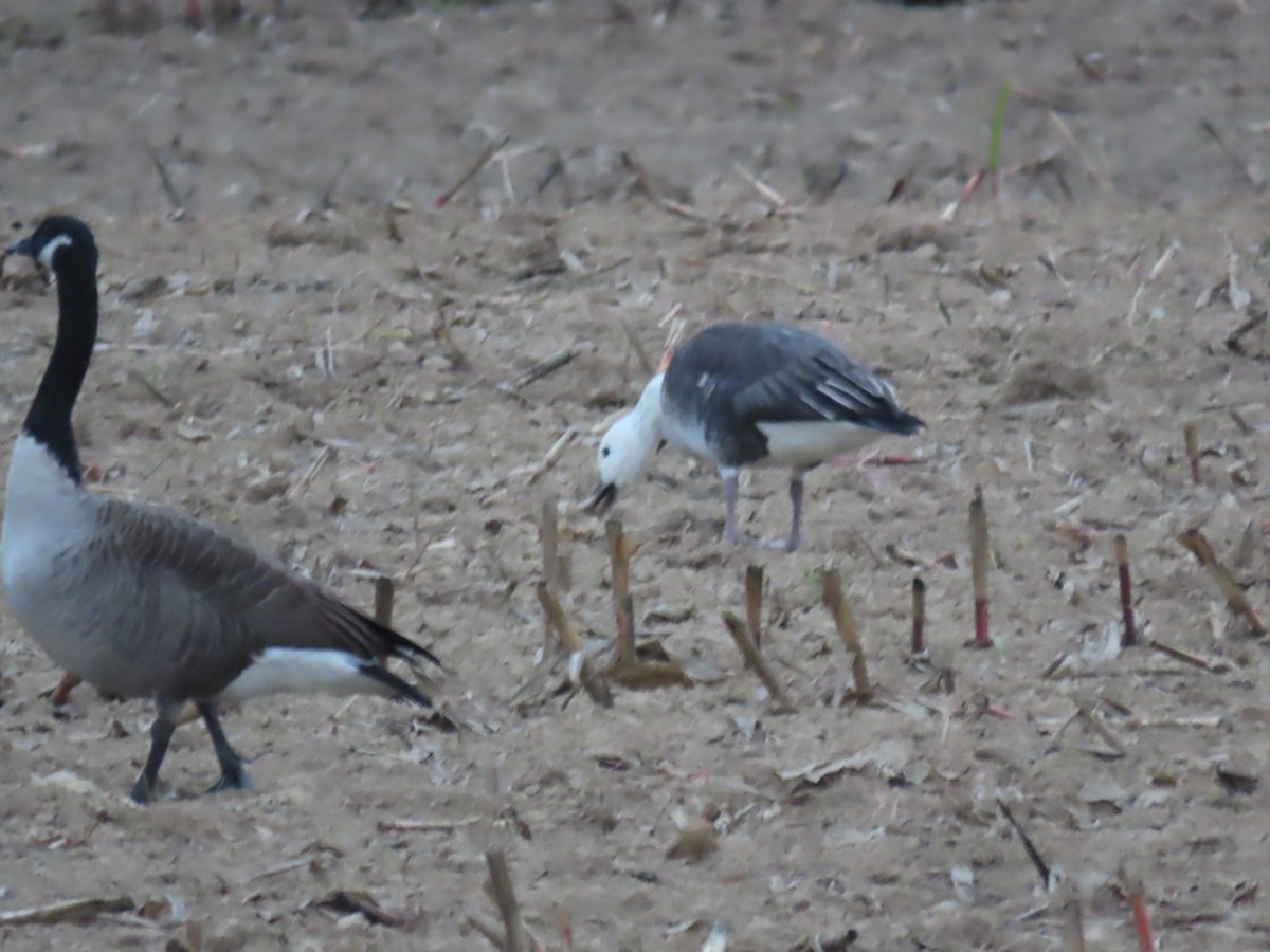 Snow/Ross's x Cackling/Canada Goose (hybrid) - ML624520088