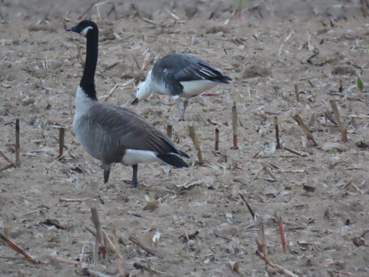 Snow/Ross's x Cackling/Canada Goose (hybrid) - ML624520089