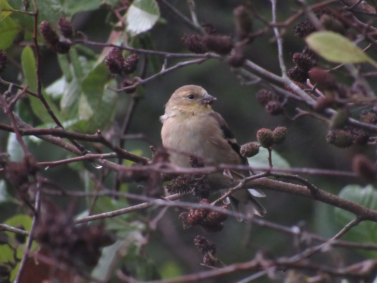 American Goldfinch - ML624520094
