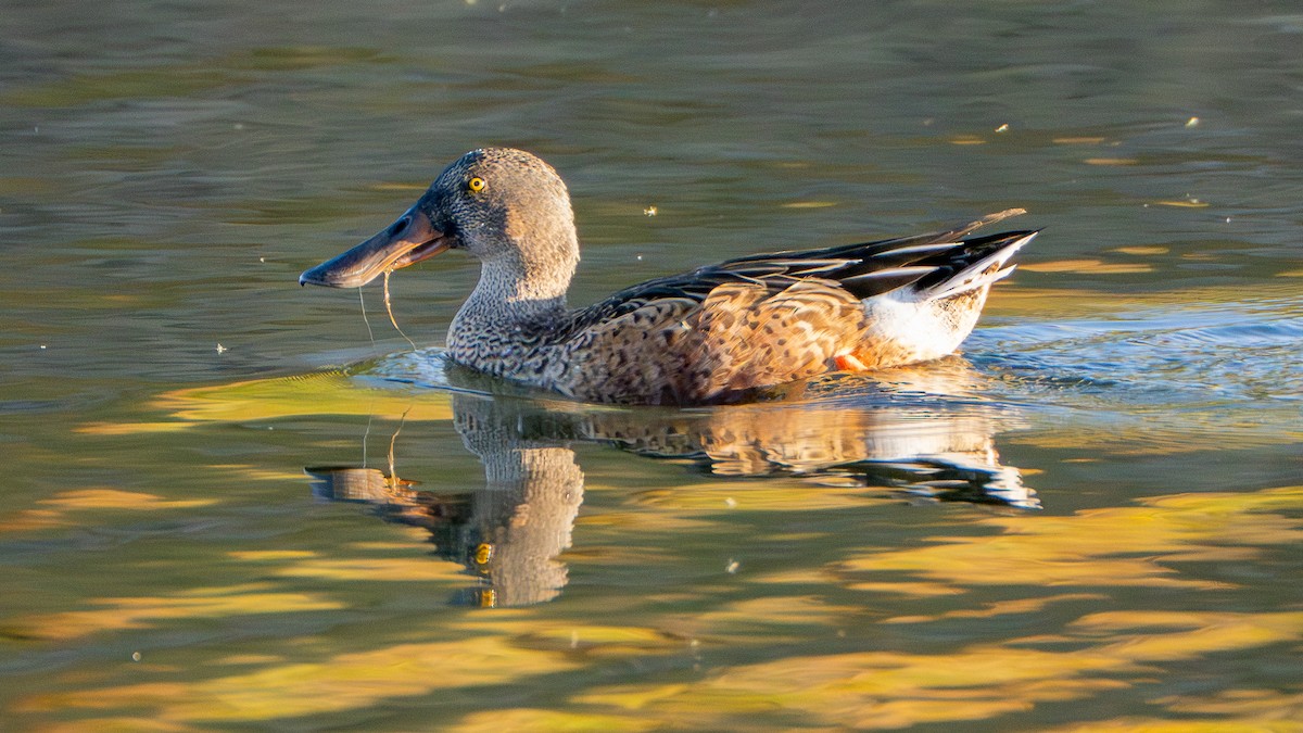 Northern Shoveler - ML624520096