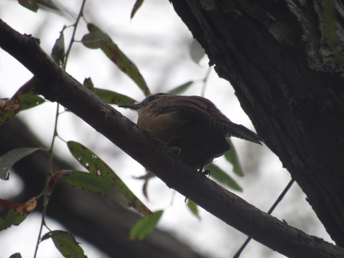 Carolina Wren - ML624520097