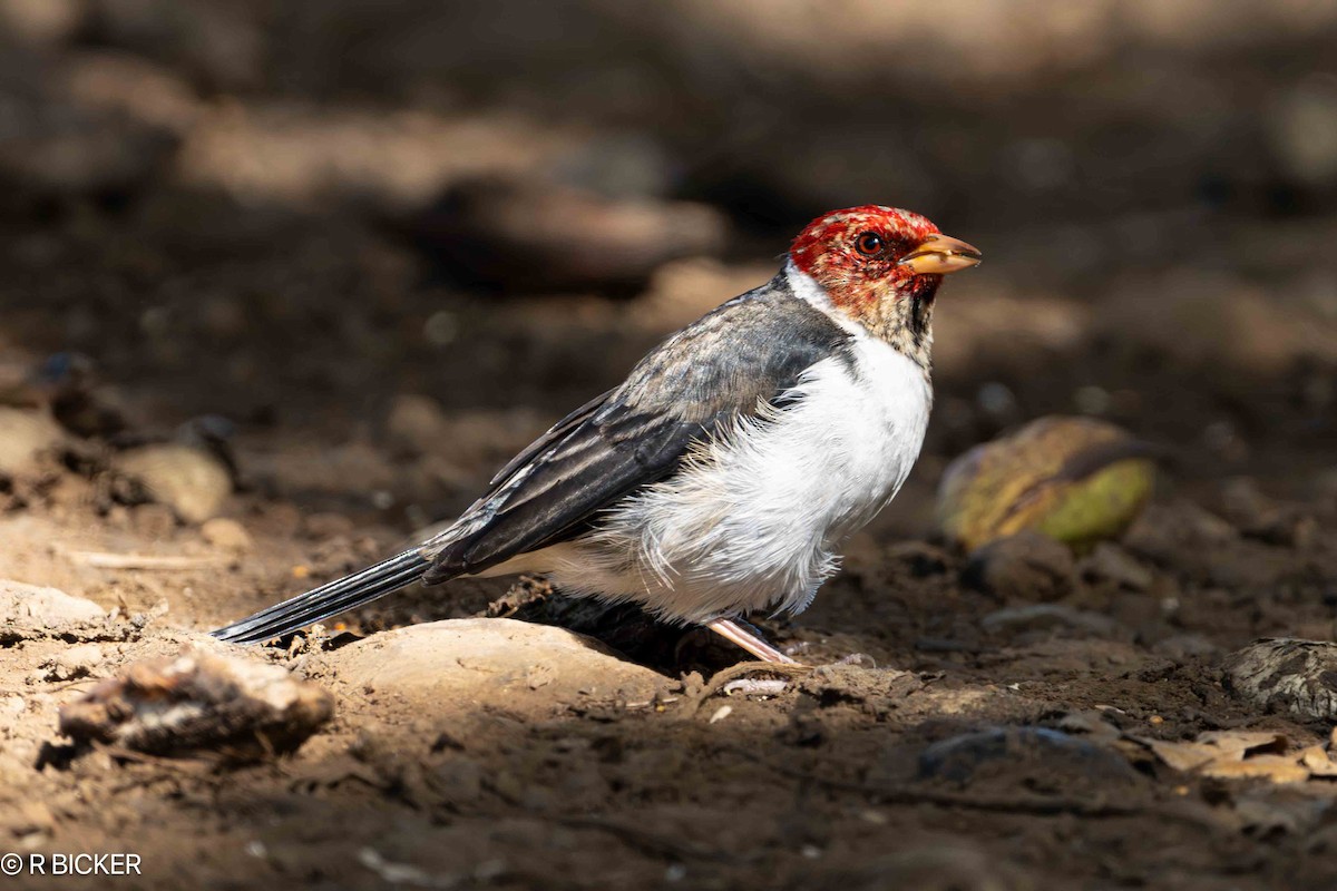 Yellow-billed Cardinal - ML624520162