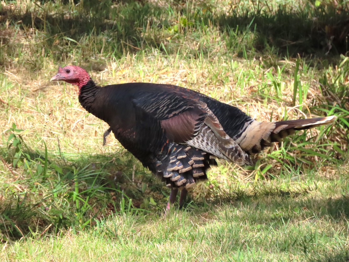 Wild Turkey - ML624520168