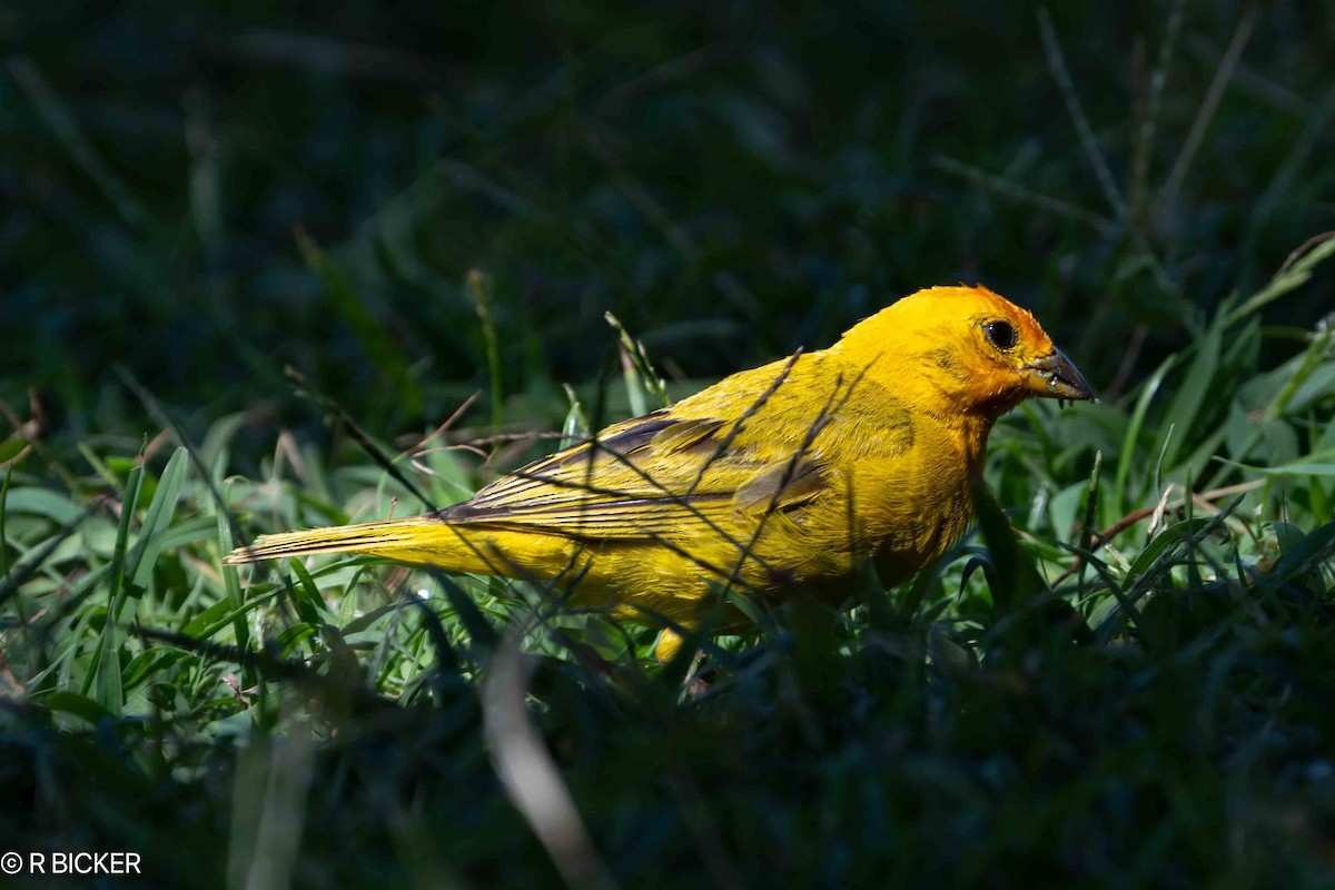 Saffron Finch - ML624520169