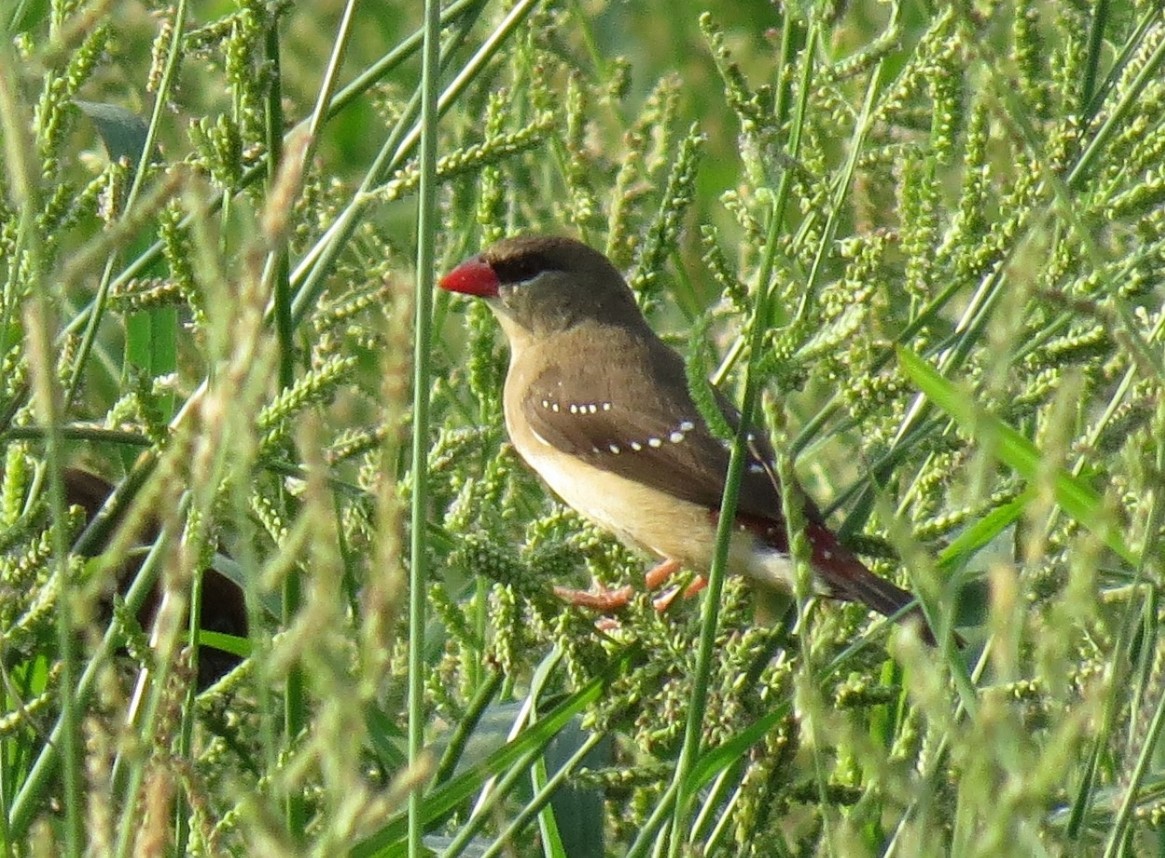 Bengali rouge - ML624520212