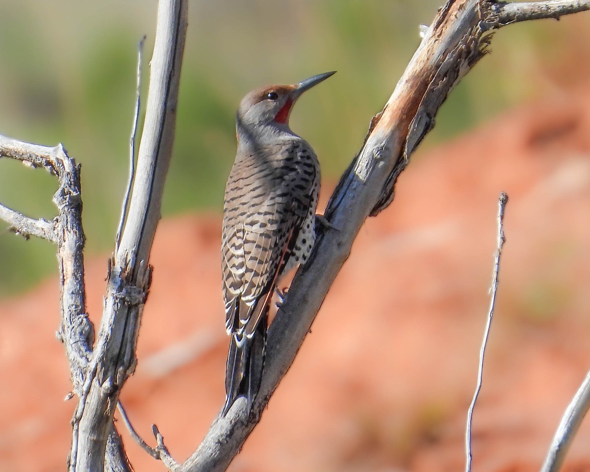 Northern Flicker (Red-shafted) - ML624520261