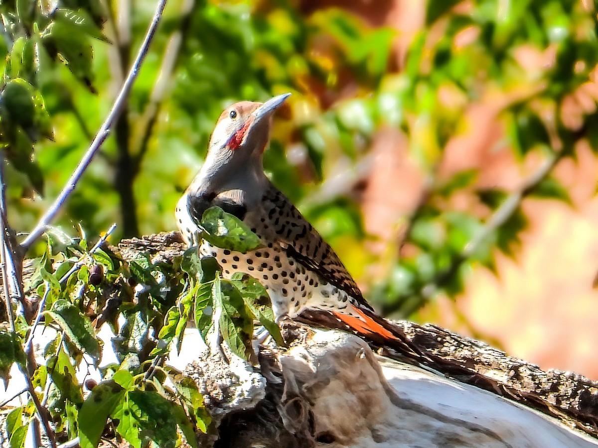 Northern Flicker (Red-shafted) - ML624520262