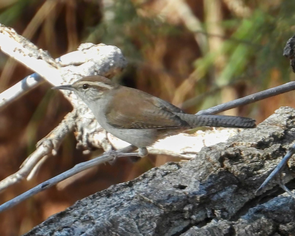 Bewick's Wren - ML624520283