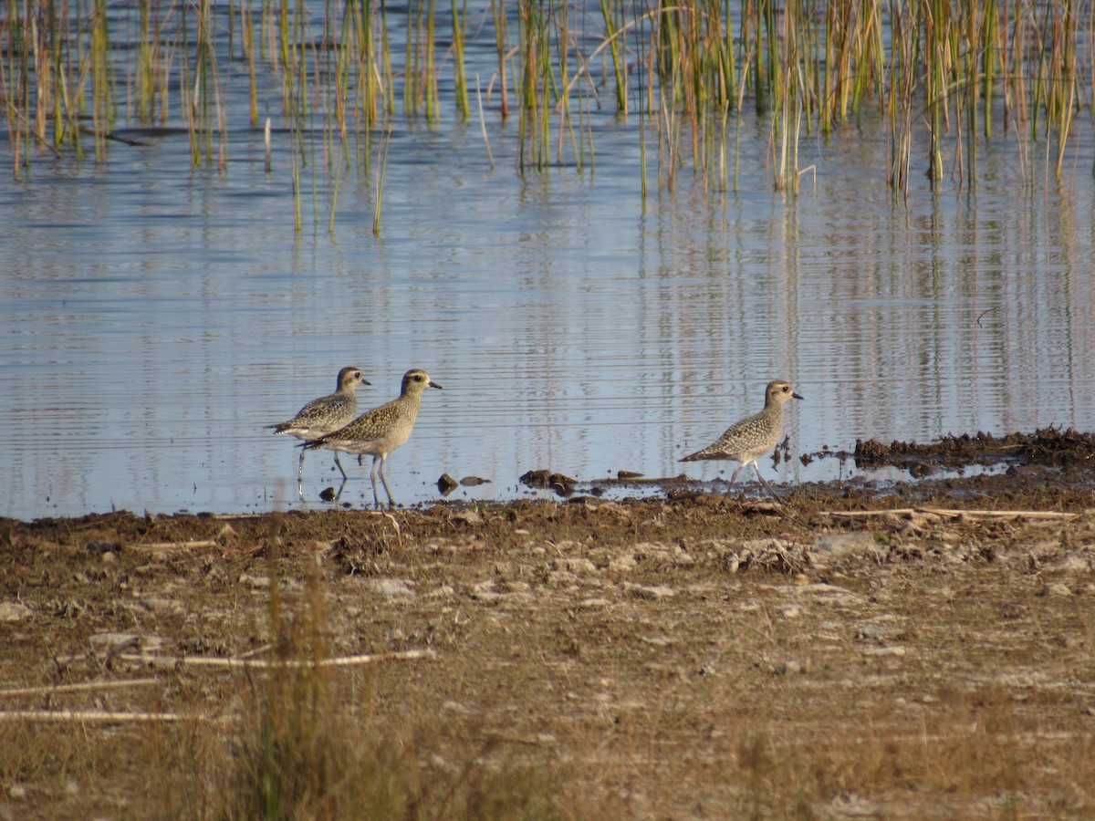American Golden-Plover - ML624520284