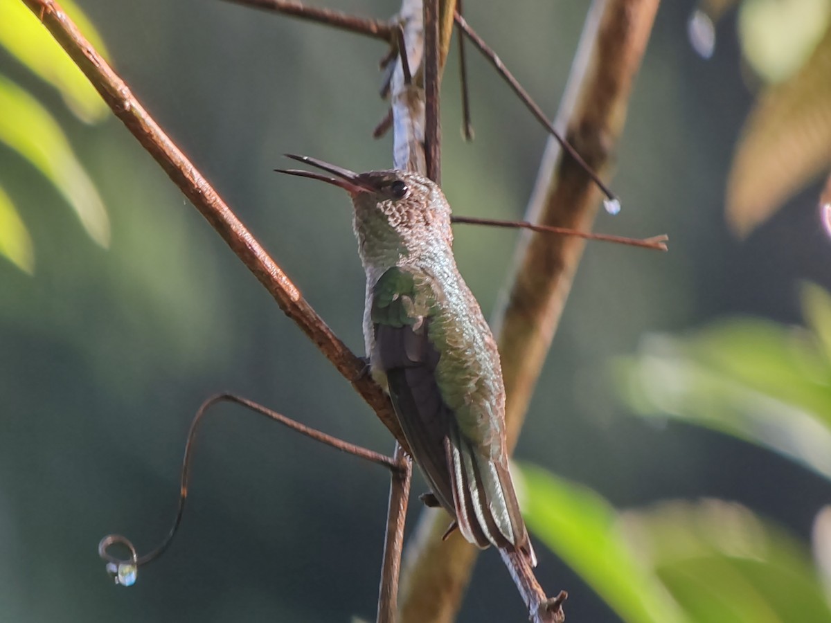 Colibri de Cuvier - ML624520285