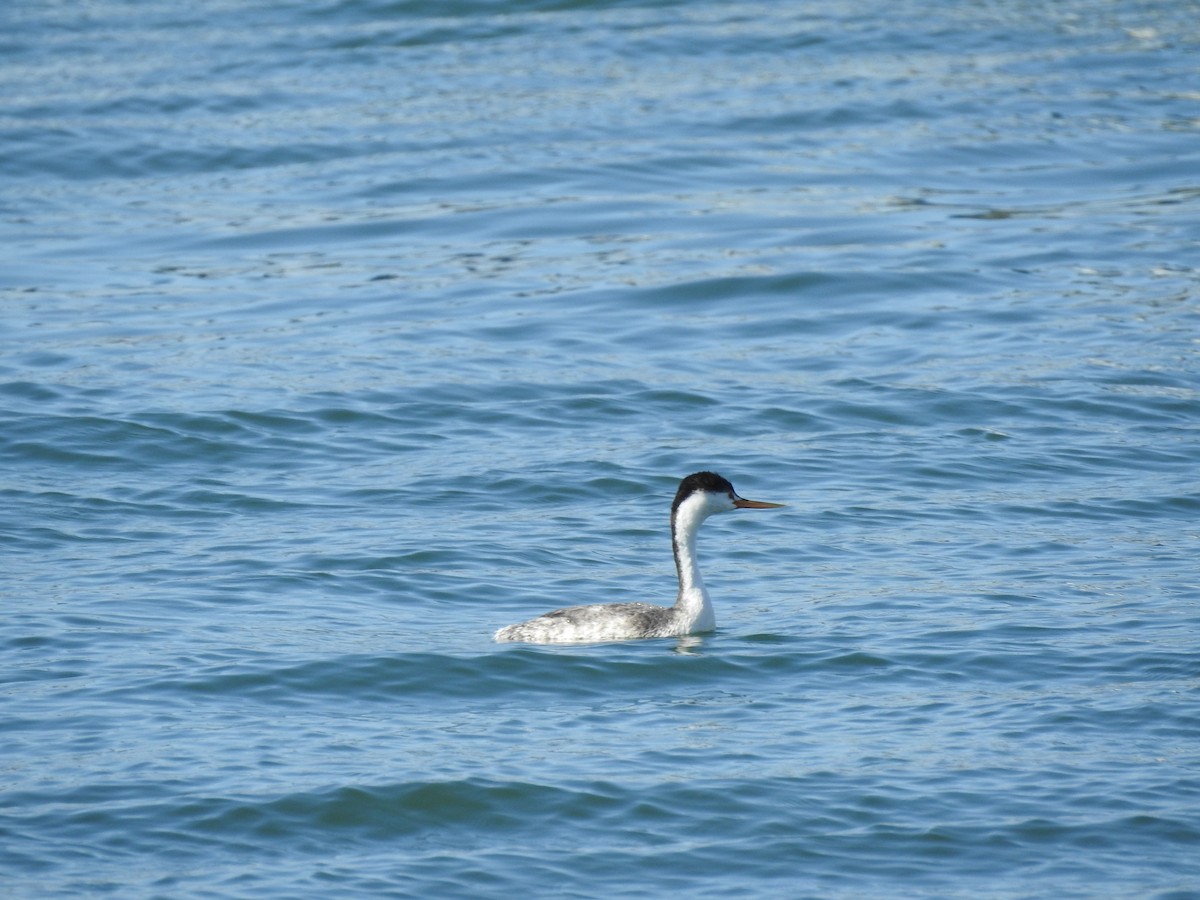 Western Grebe - ML624520311