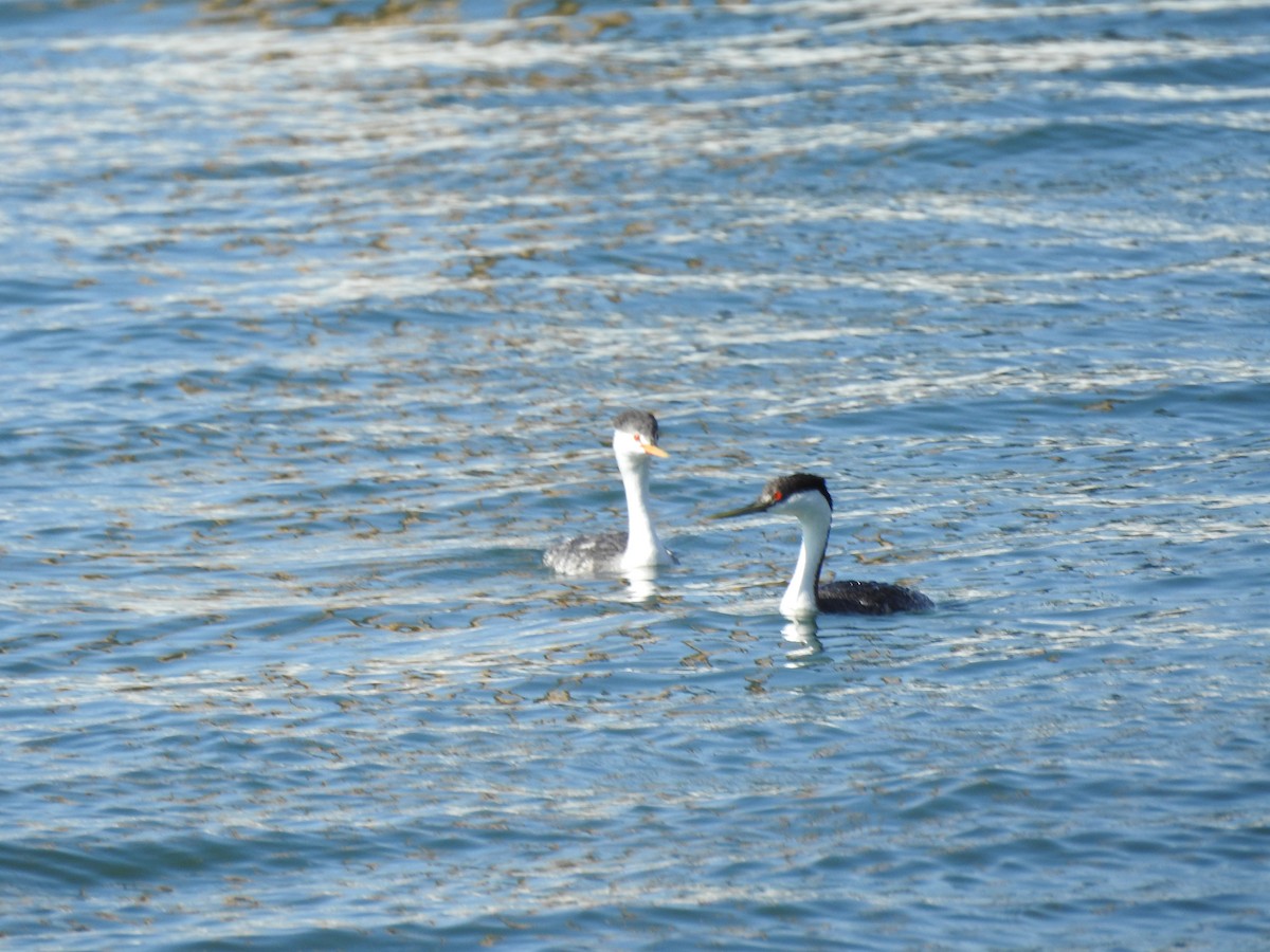 Western Grebe - ML624520312