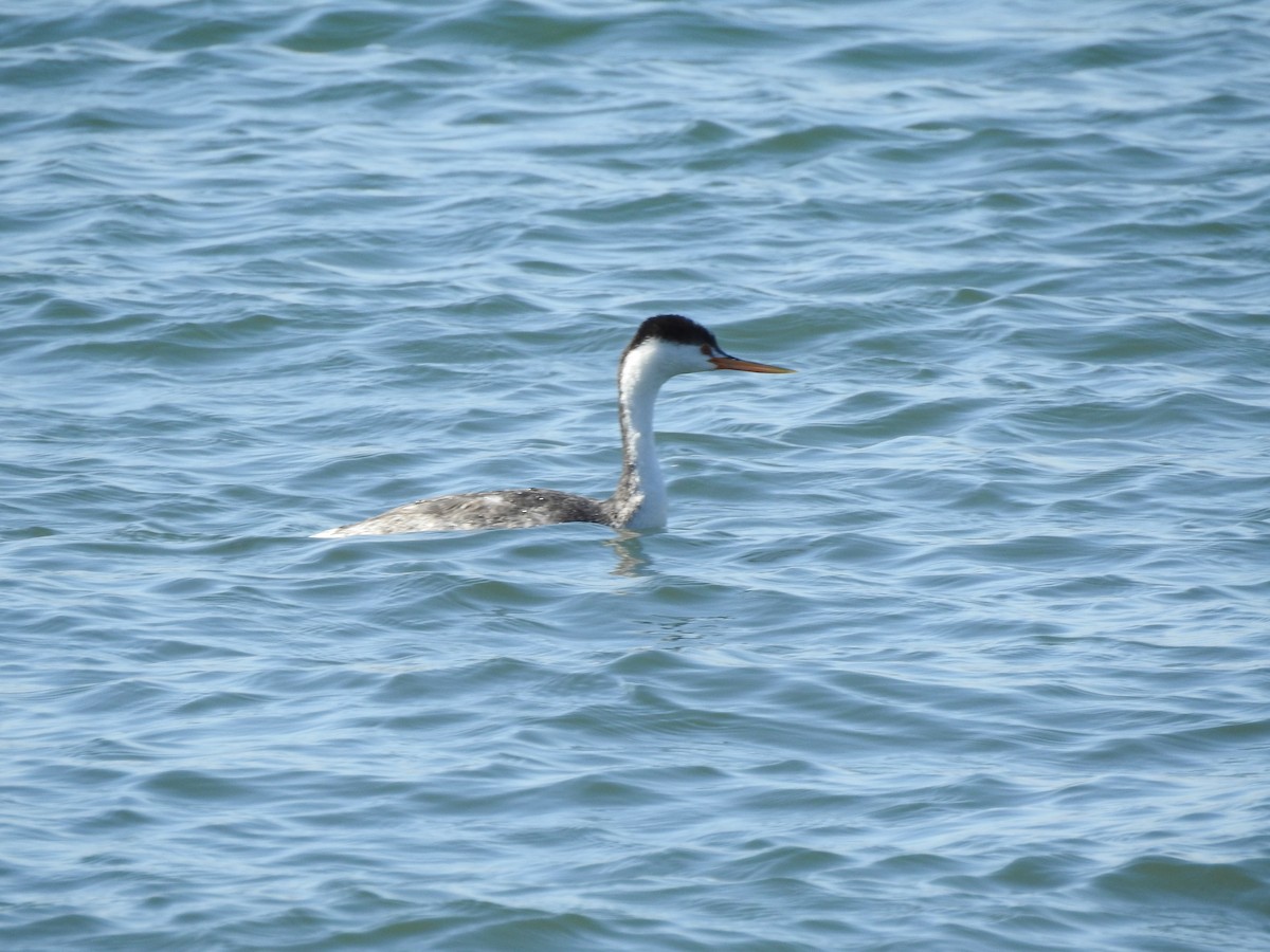 Western Grebe - ML624520314