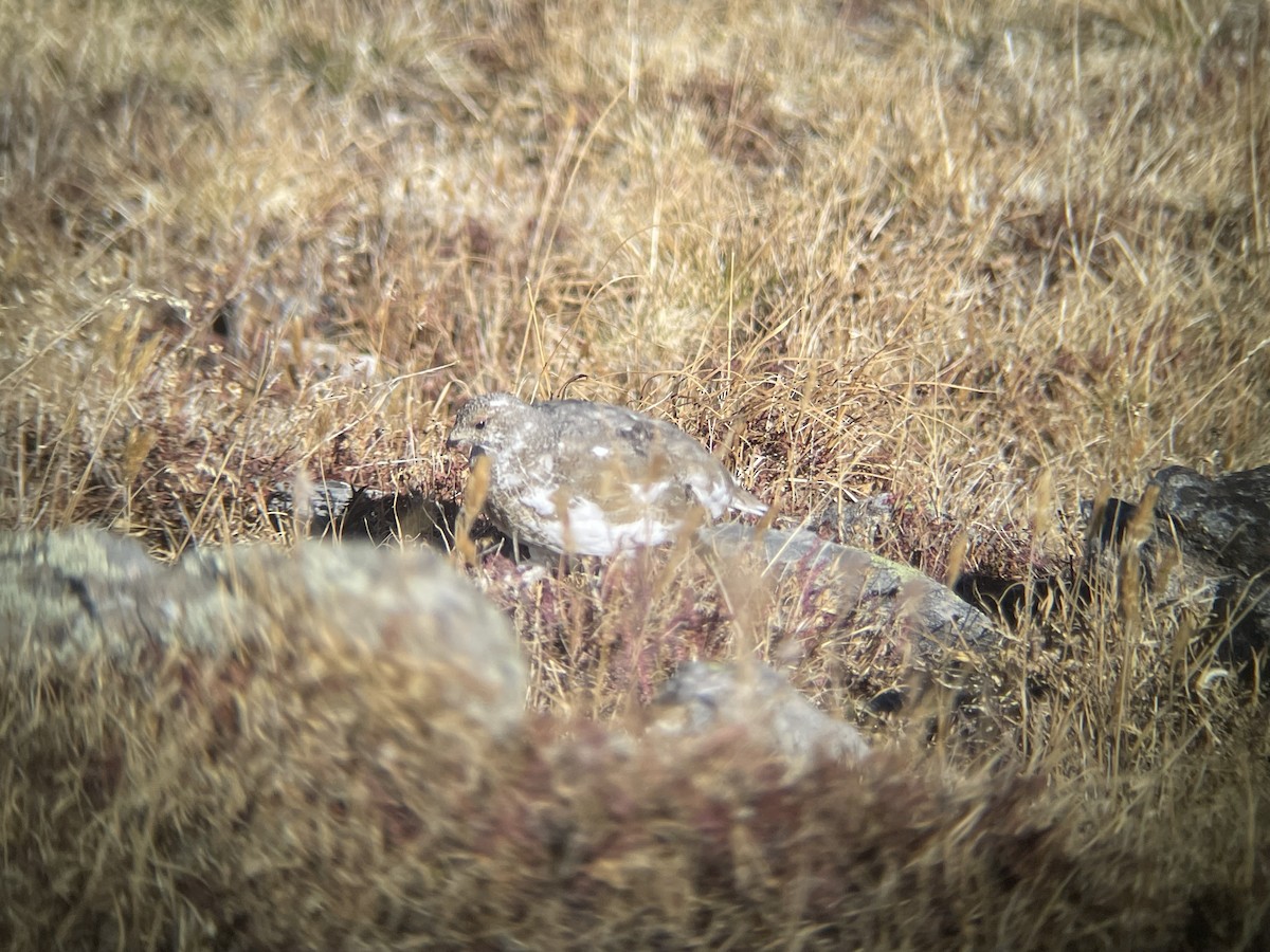 White-tailed Ptarmigan - ML624520515