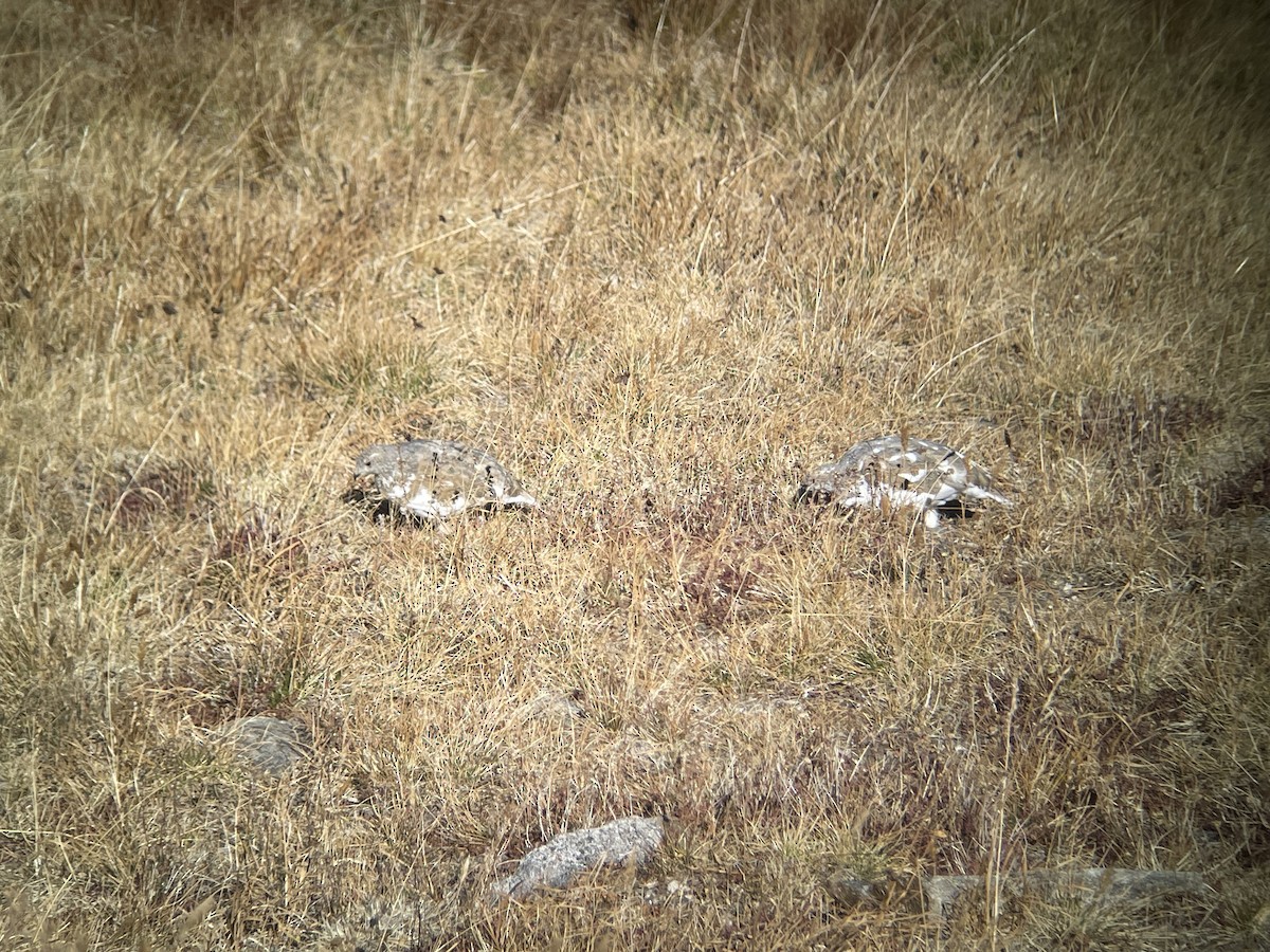 White-tailed Ptarmigan - ML624520516