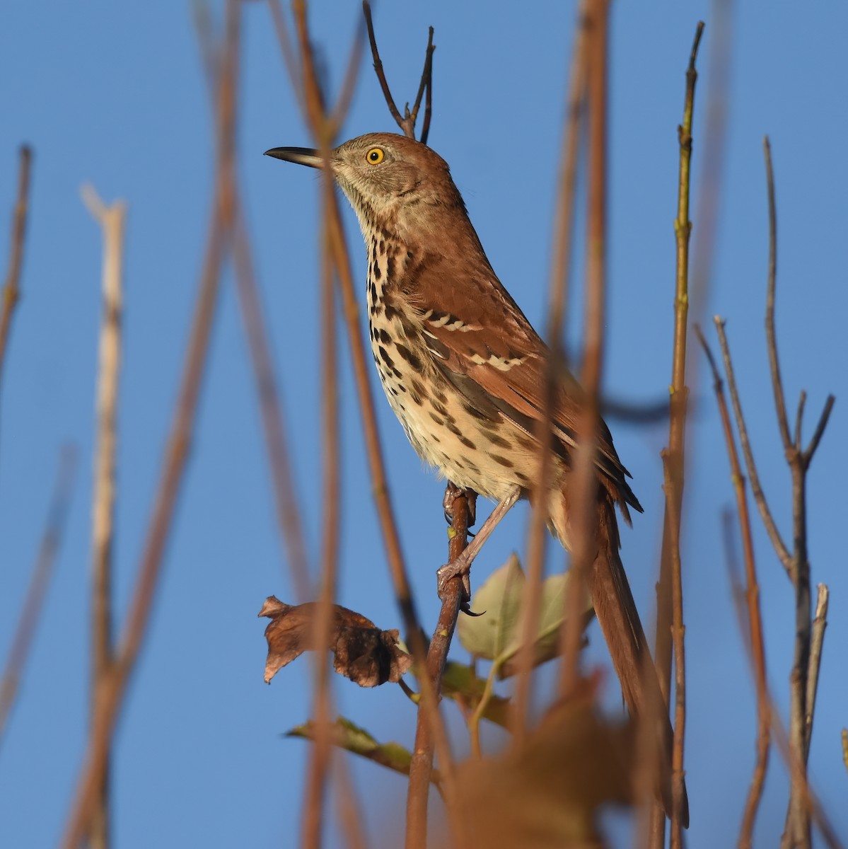 Brown Thrasher - ML624520521