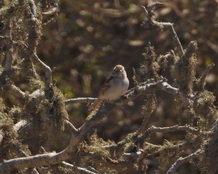 Brewer's Sparrow - ML624520532
