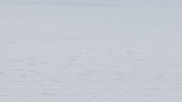 Pink-footed Shearwater - ML624520551