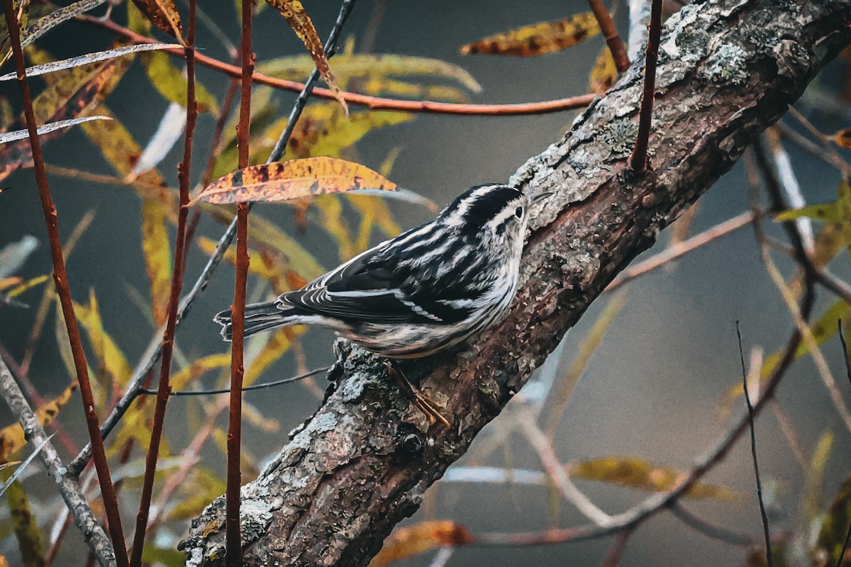 Black-and-white Warbler - ML624520564