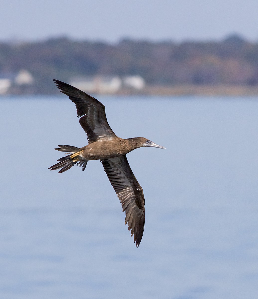 Brown Booby - ML624520565