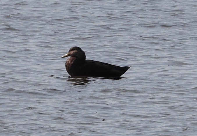 American Black Duck - ML624520566