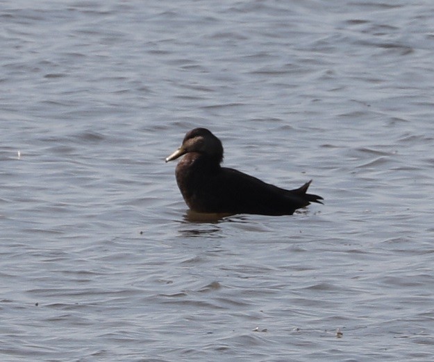 American Black Duck - A. Gary Reid