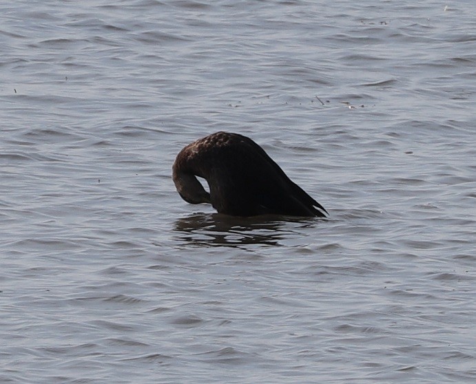 American Black Duck - ML624520568