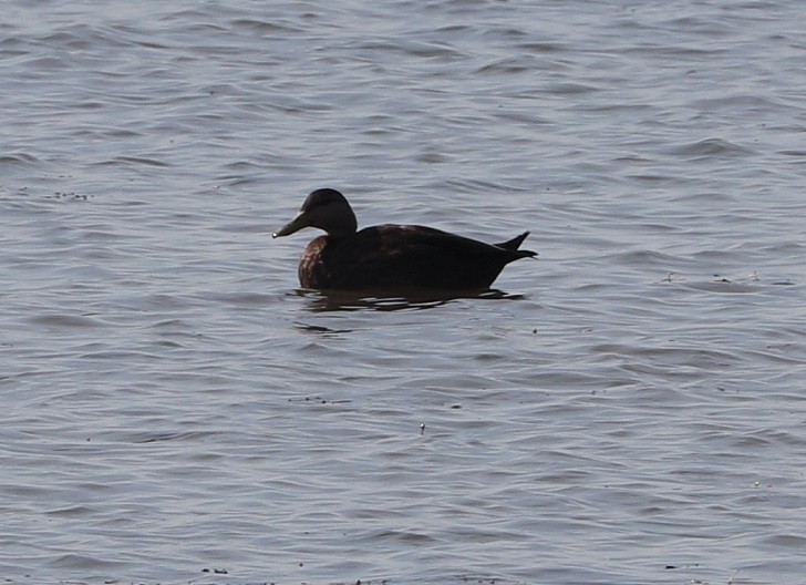 American Black Duck - ML624520569