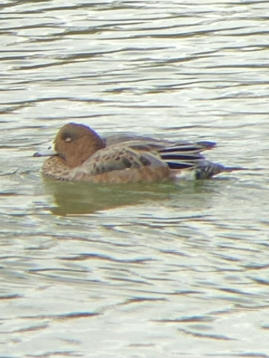 Eurasian Wigeon - ML624520570