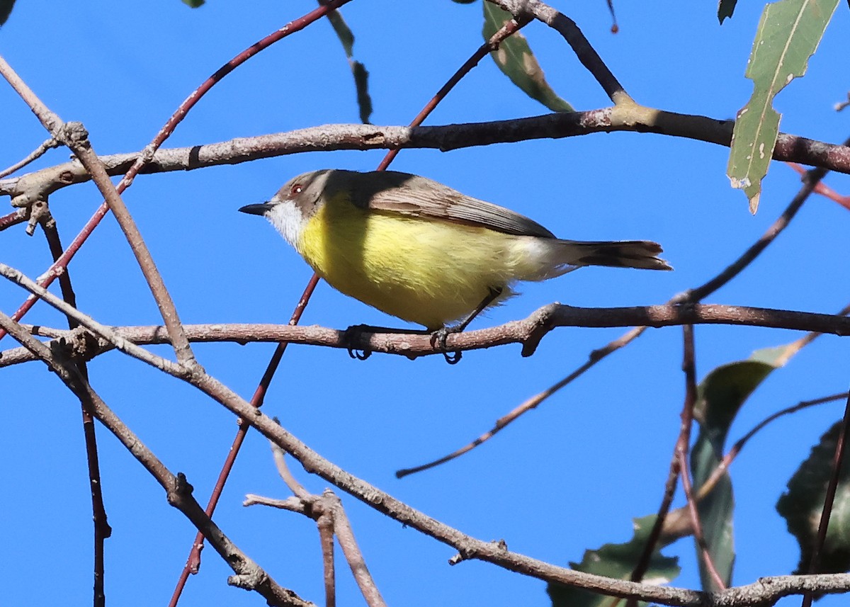 White-throated Gerygone - ML624520571