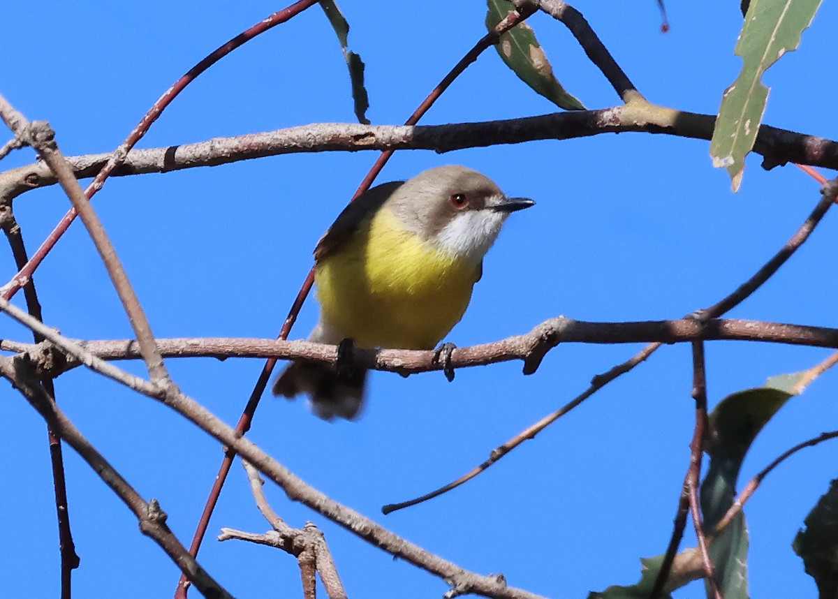 White-throated Gerygone - ML624520572