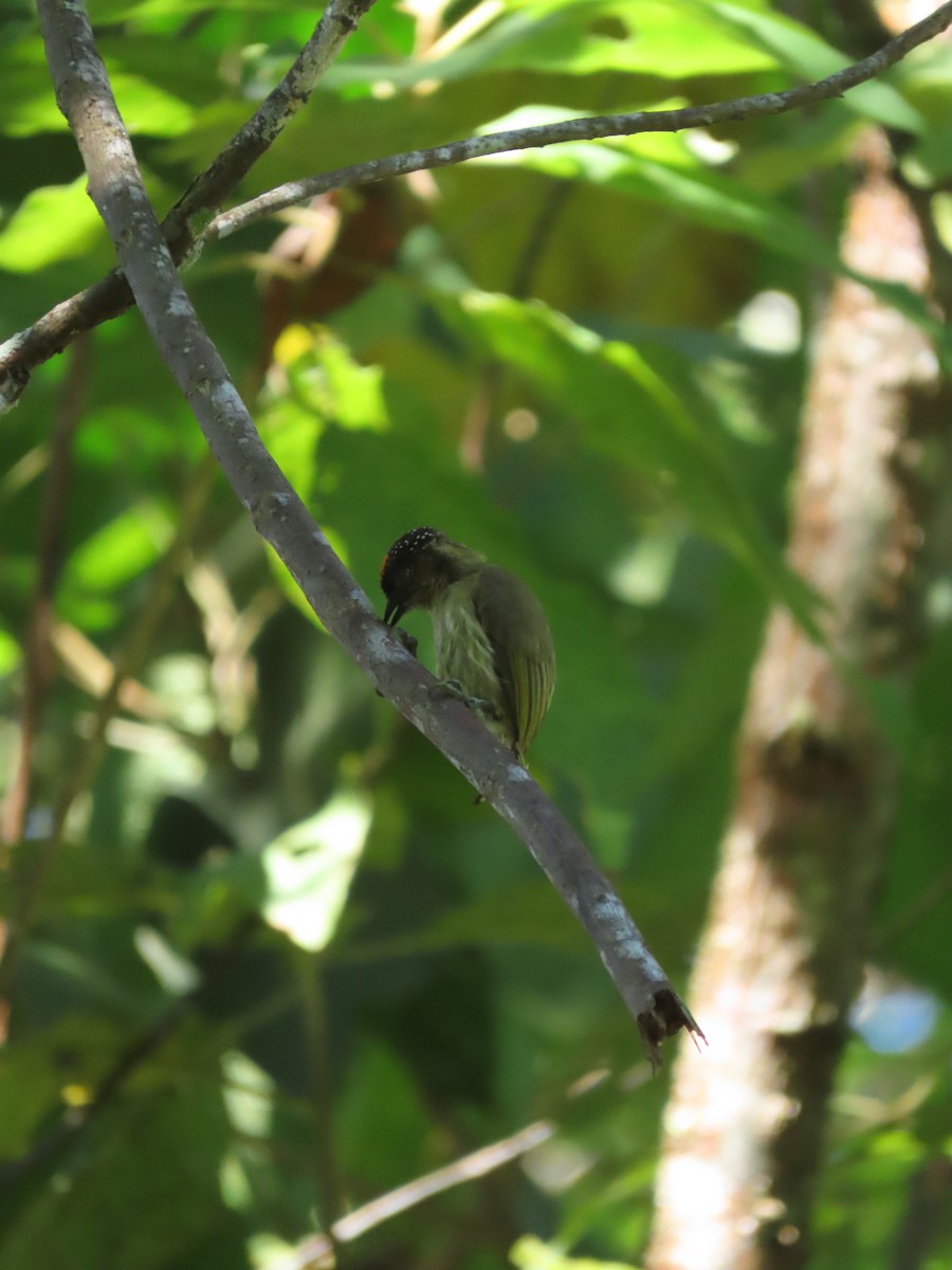 Olivaceous Piculet - Jesús Obando Chavarría