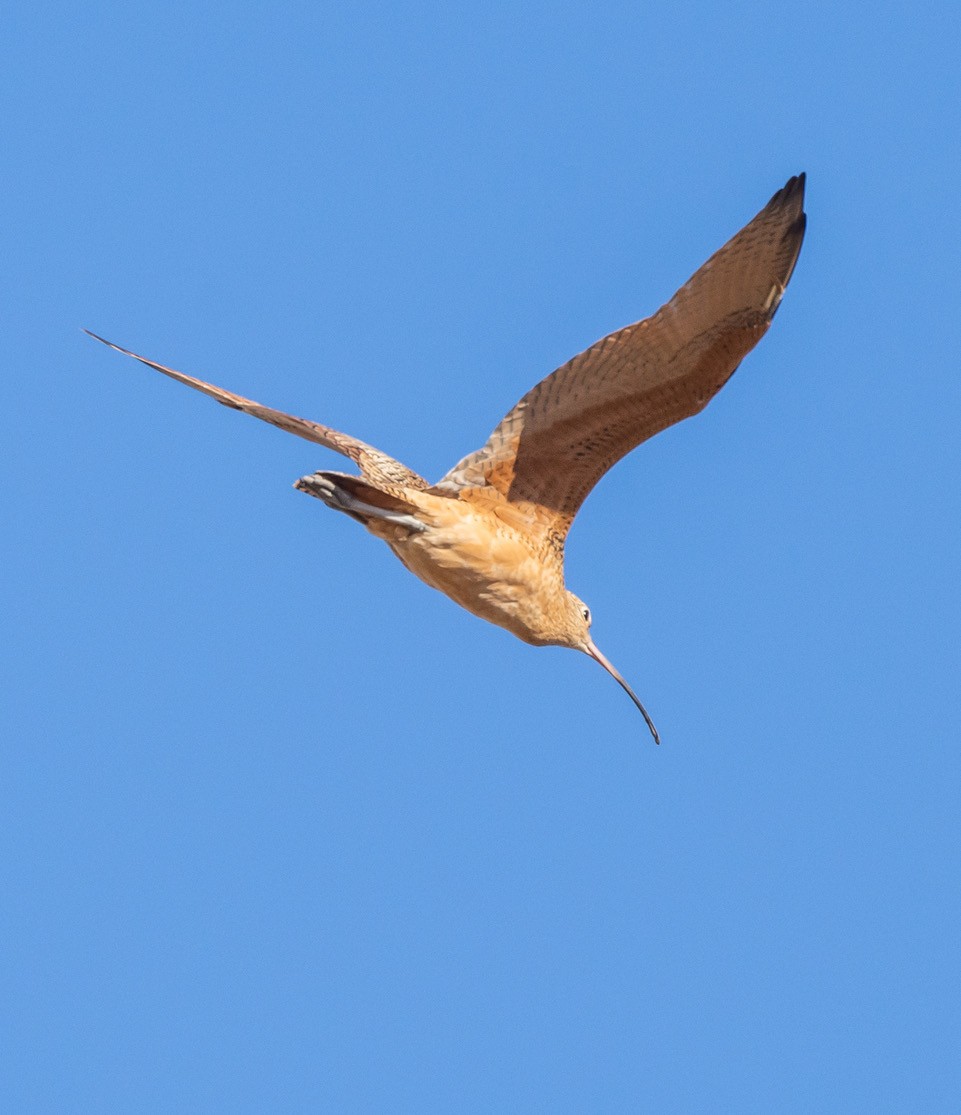 Long-billed Curlew - ML624520577