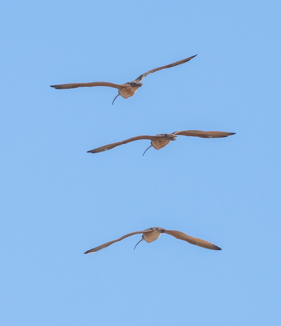 Long-billed Curlew - ML624520578