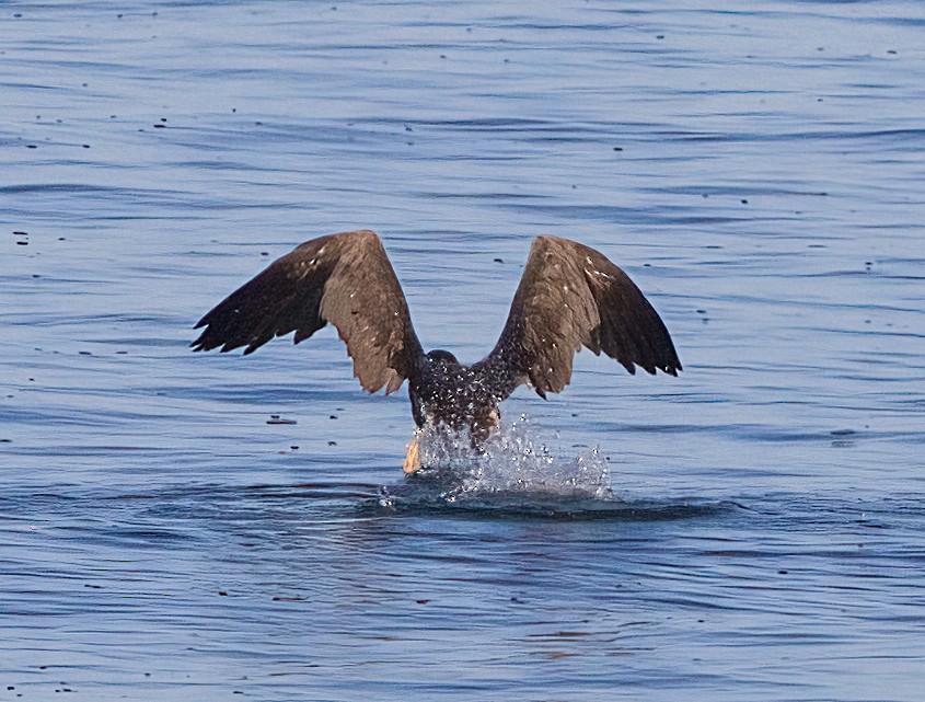 Brown Booby - ML624520579