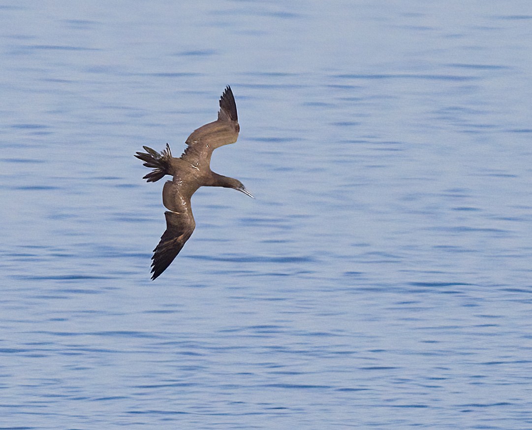 Brown Booby - ML624520580