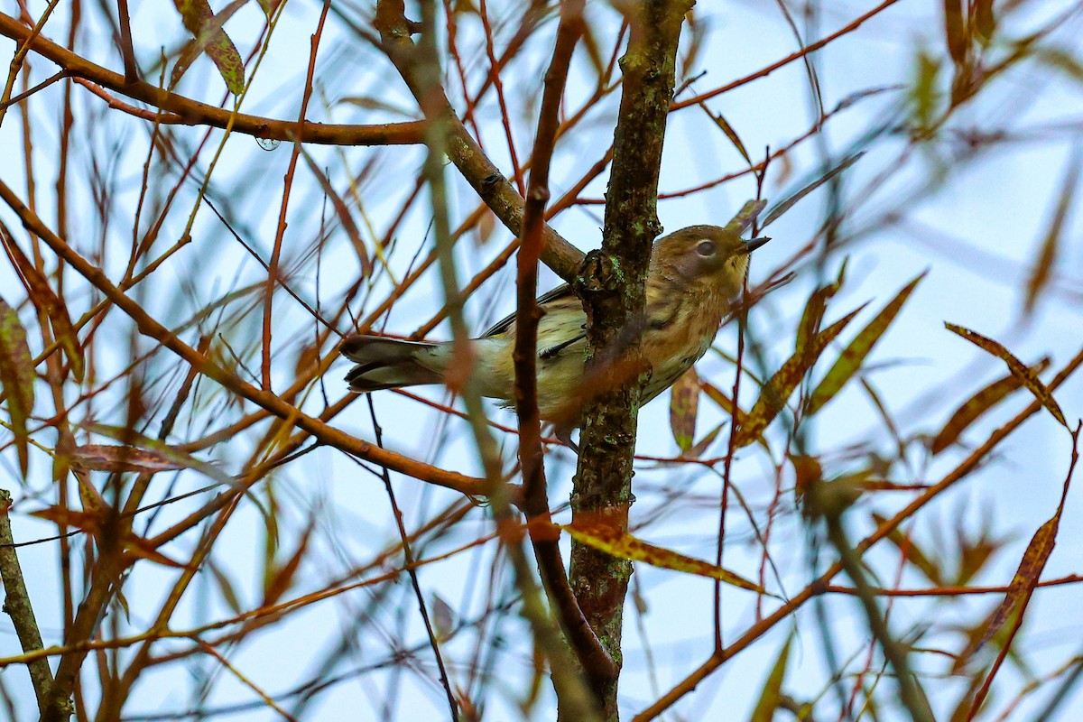 Yellow-rumped Warbler - ML624520581