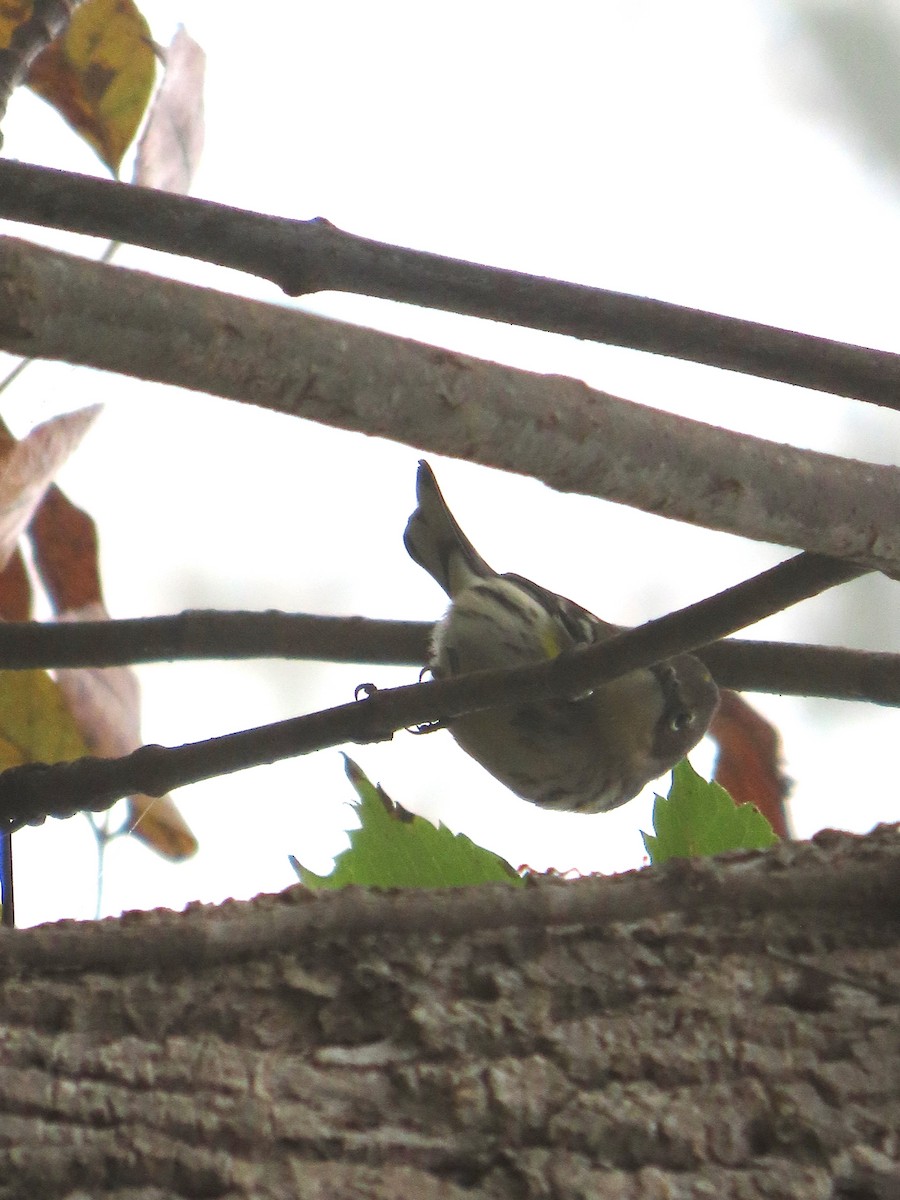 Yellow-rumped Warbler - ML624520582