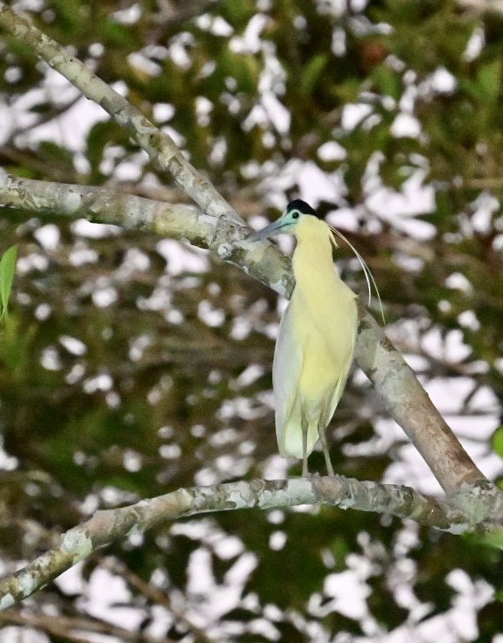 Capped Heron - ML624520583