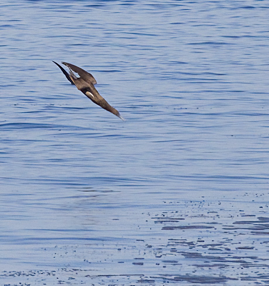 Brown Booby - ML624520584