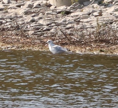 Ring-billed Gull - ML624520588