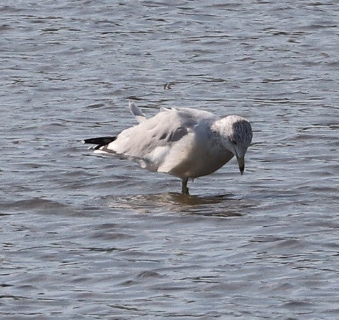 Ring-billed Gull - ML624520589