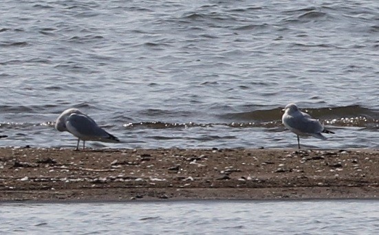 Ring-billed Gull - ML624520590