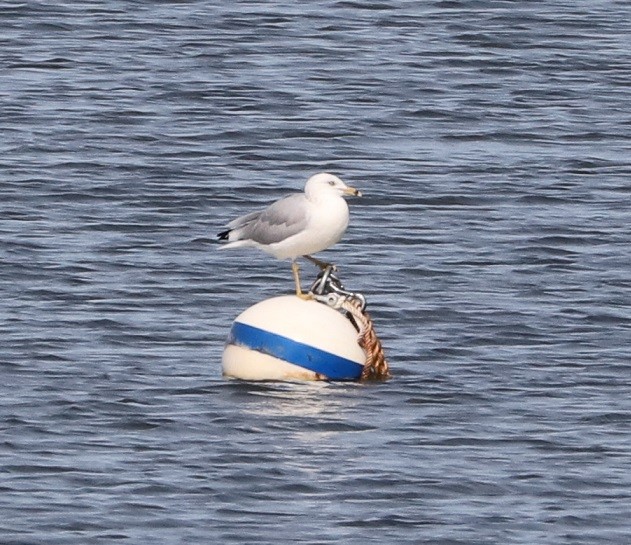 Ring-billed Gull - ML624520591