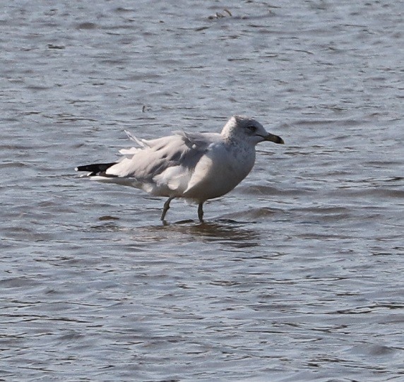 Ring-billed Gull - A. Gary Reid